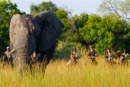 African Horseback Safaris